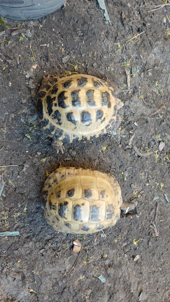 Tortue des steppes, Animaux & Accessoires, Tortue, 11 ans ou plus