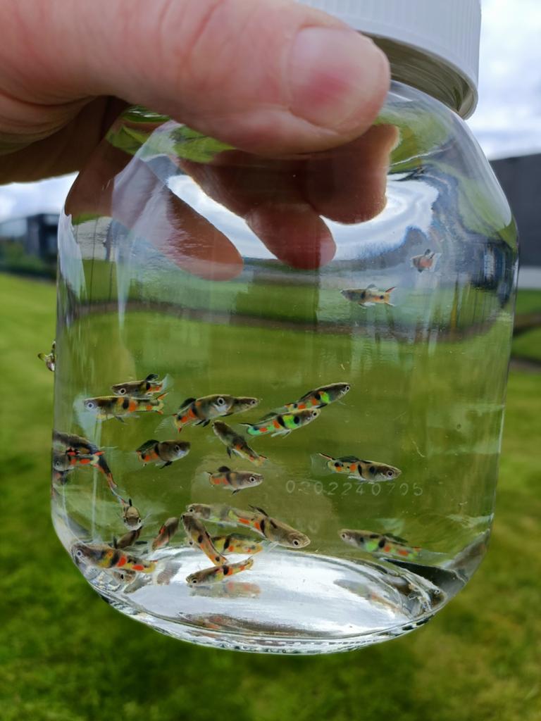 Guppy Endler « El tigre », Animaux & Accessoires