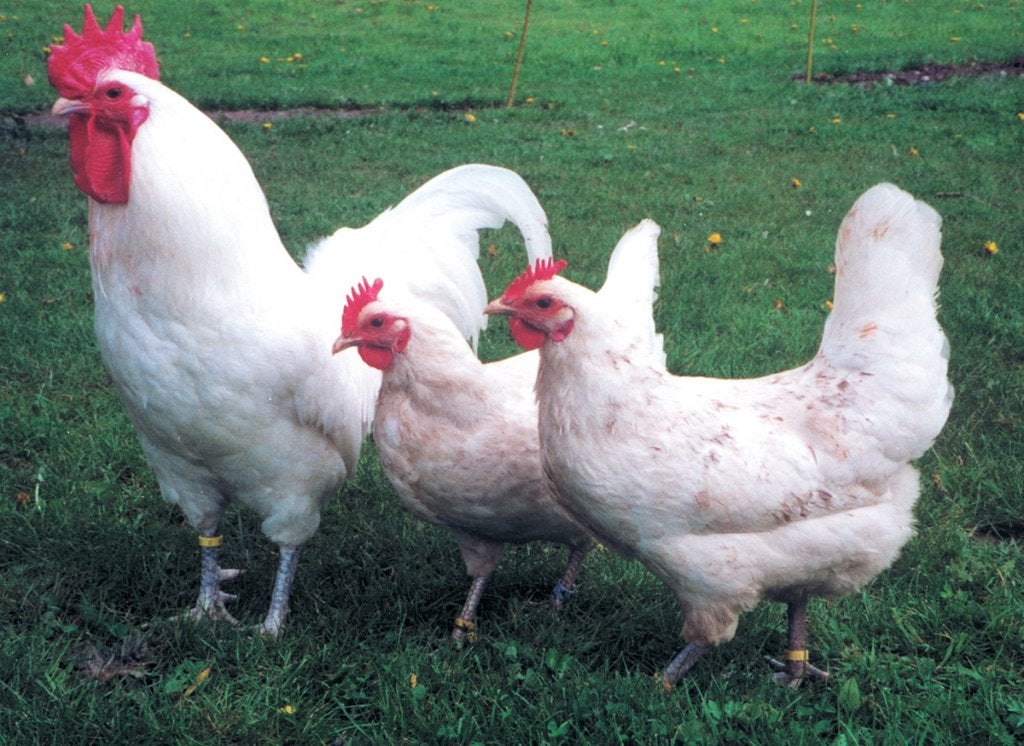 koppel Famenne hoenders, Dieren en Toebehoren, Meerdere dieren, Kip