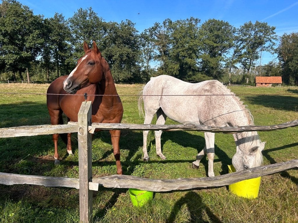 Stalling en weidegang, Dieren en Toebehoren, Stalling en Weidegang, Stalling, 2 of 3 paarden of pony's