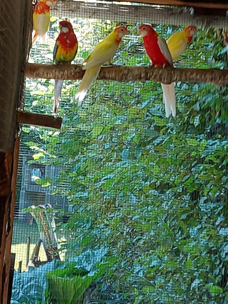 Rosella's, Plusieurs animaux, Perruche, Bagué