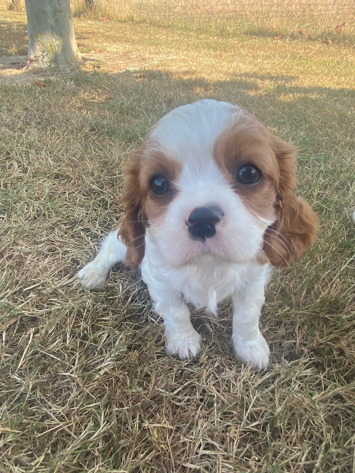Cavalier King Charles Spaniël pupjes, Dieren en Toebehoren, België, CDV (hondenziekte), 8 tot 15 weken, Meerdere