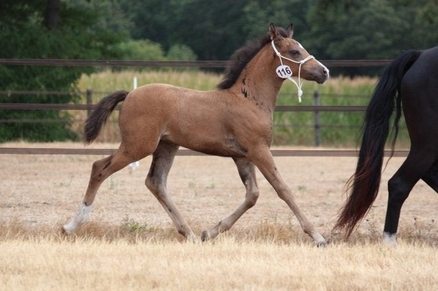 Prachtig merrieveulen te koop NFX, Merrie, Met stamboom, 0 tot 2 jaar, Onbeleerd