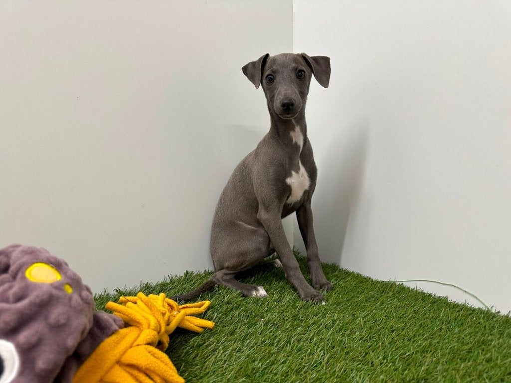 Chiots lévriers italiens, Animaux & Accessoires, Chiens | Lévriers, Plusieurs animaux, Autres races, Éleveur | Professionnel, Plusieurs
