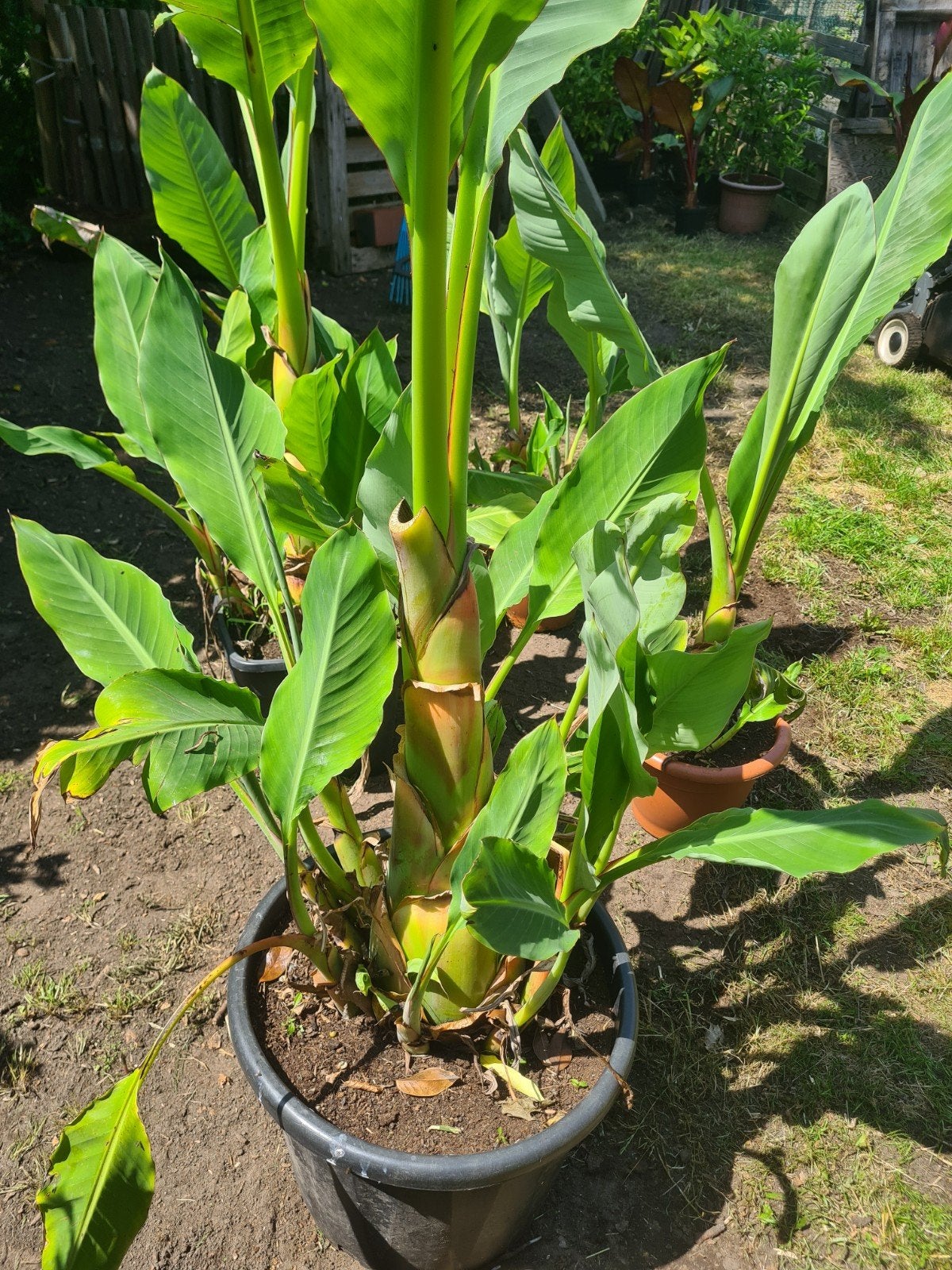 Mussela lasiocarpa  en maurelli, Tuin en Terras, Planten | Tuinplanten, Ophalen