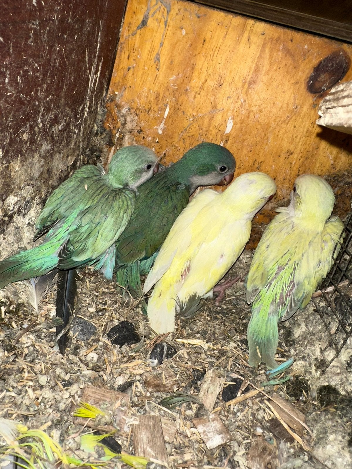 Perruches souris — arrêt d’élevage, Animaux & Accessoires, Plusieurs animaux, Perruche, Bagué