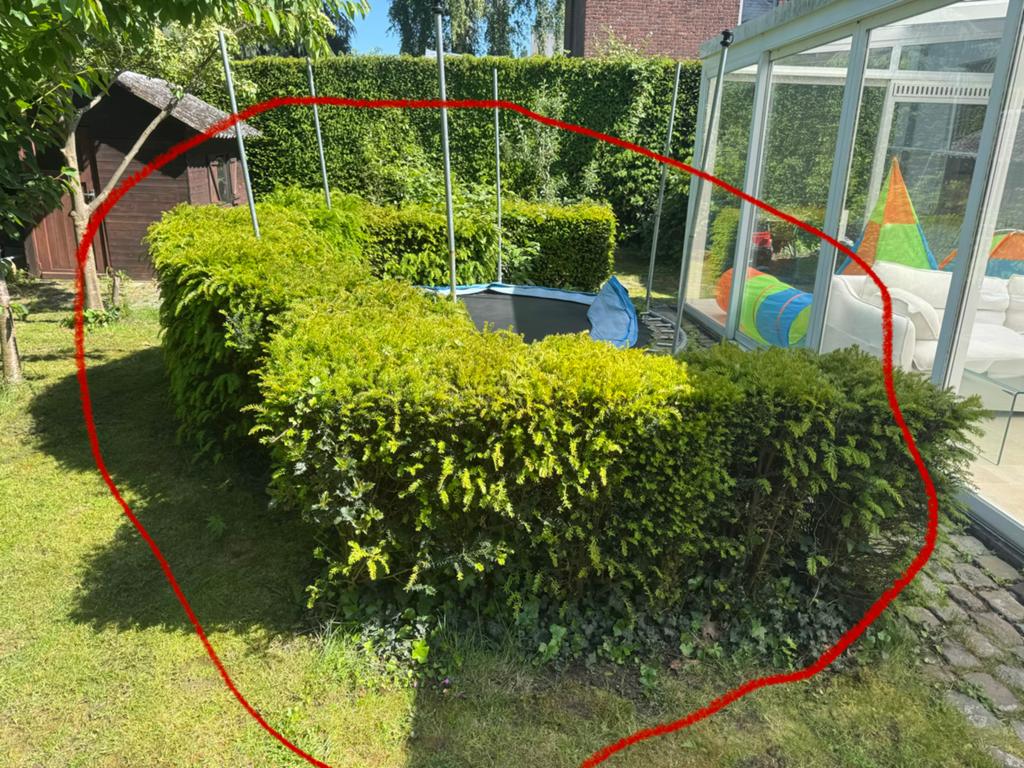 Taxus +- 1.5m hoogte, Tuin en Terras, Planten | Struiken en Hagen, Ophalen, Taxus, Haag, 100 tot 250 cm