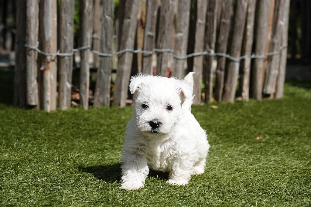Prachtige West Highland White Terriër pups, met stamboom, België, Overige rassen, CDV (hondenziekte), 8 tot 15 weken