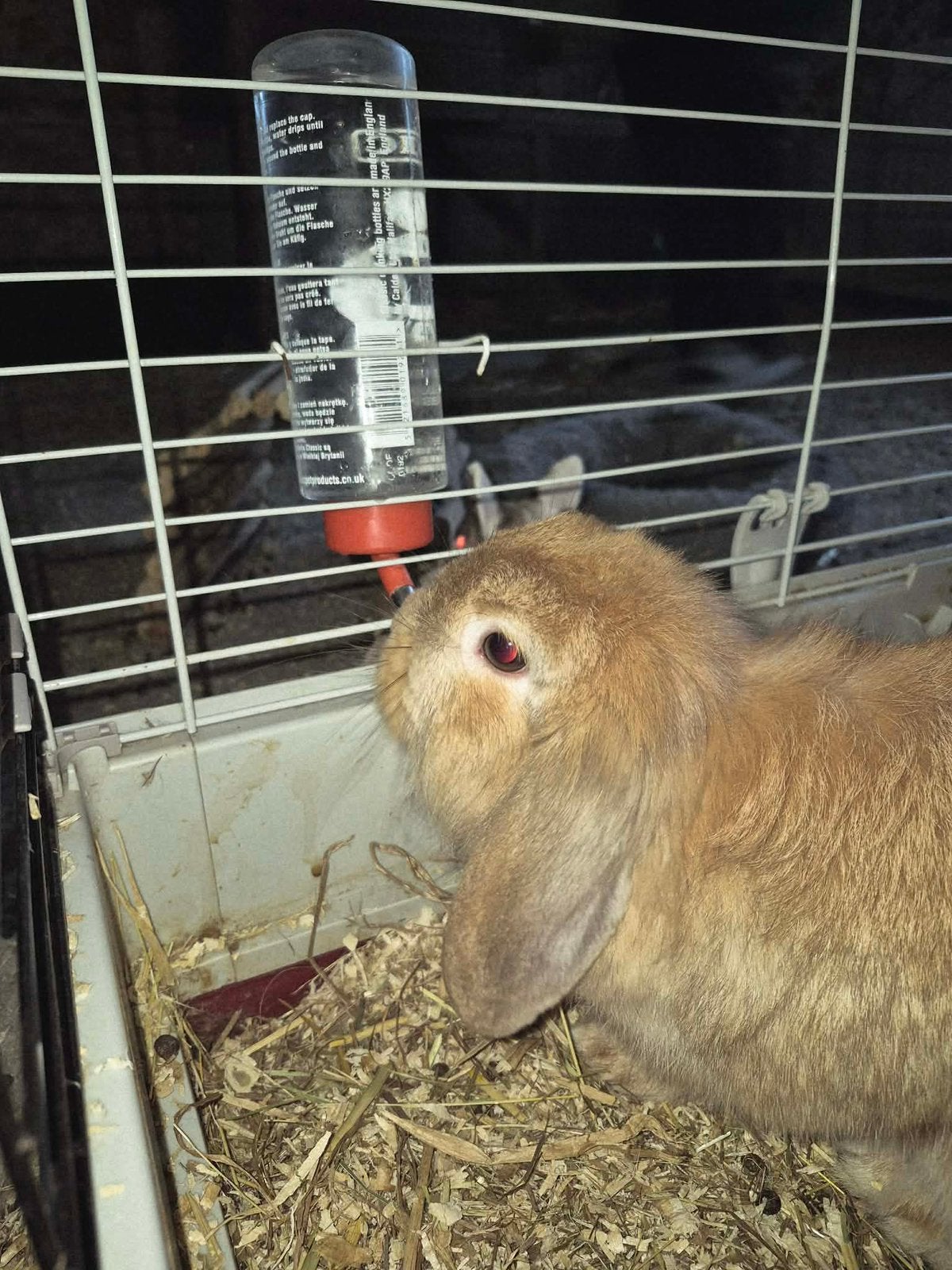 Deze 3 zoeken goud mandje, Dieren en Toebehoren, Ophalen