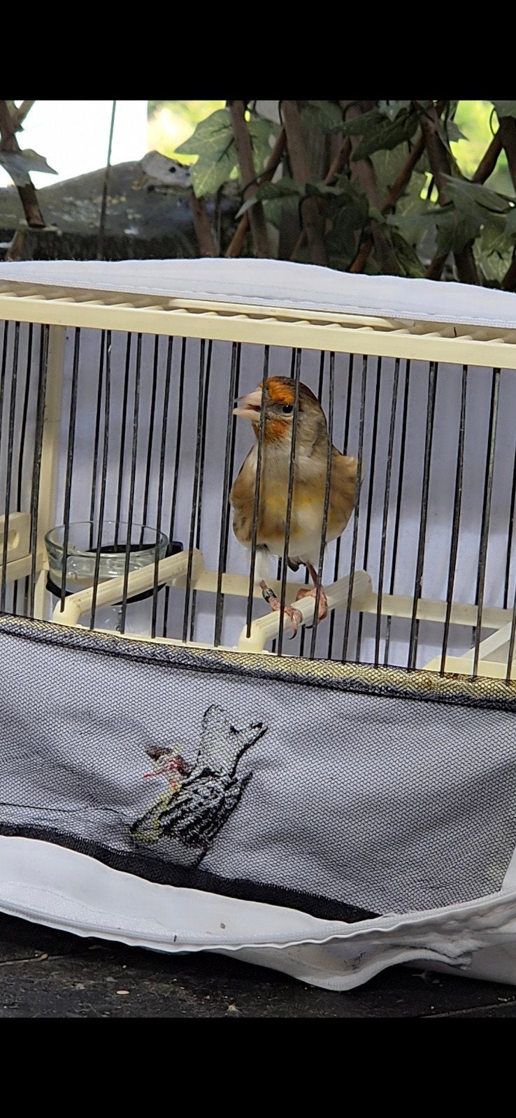 kruising kanarie x distelvink, Mâle