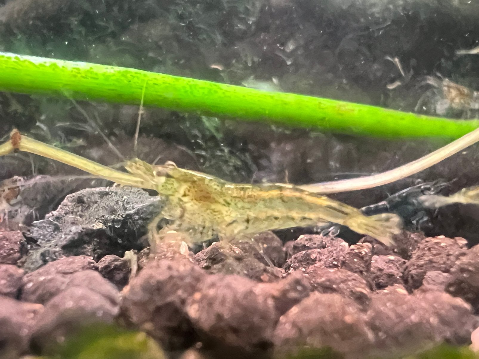 Wildkleur garnalen Neocaridina zoetwater aquarium, Animaux & Accessoires, Poissons | Poissons d'aquarium