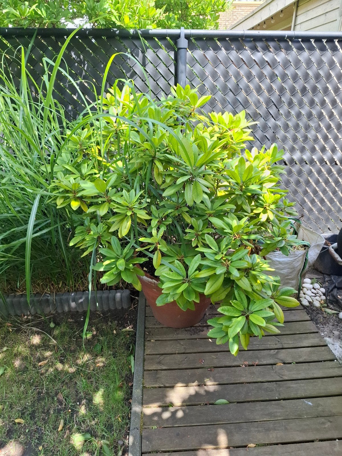 rododendron plant in pot, Tuin en Terras, Ophalen, In pot