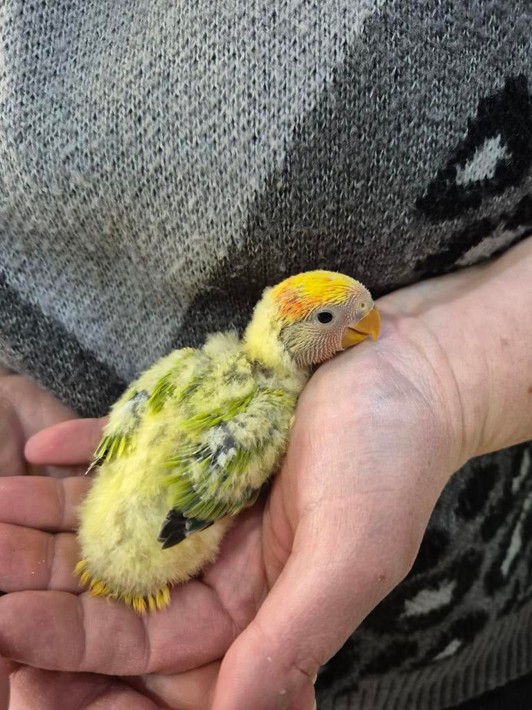 Dwergpapegaai baby handtam, Dieren en Toebehoren