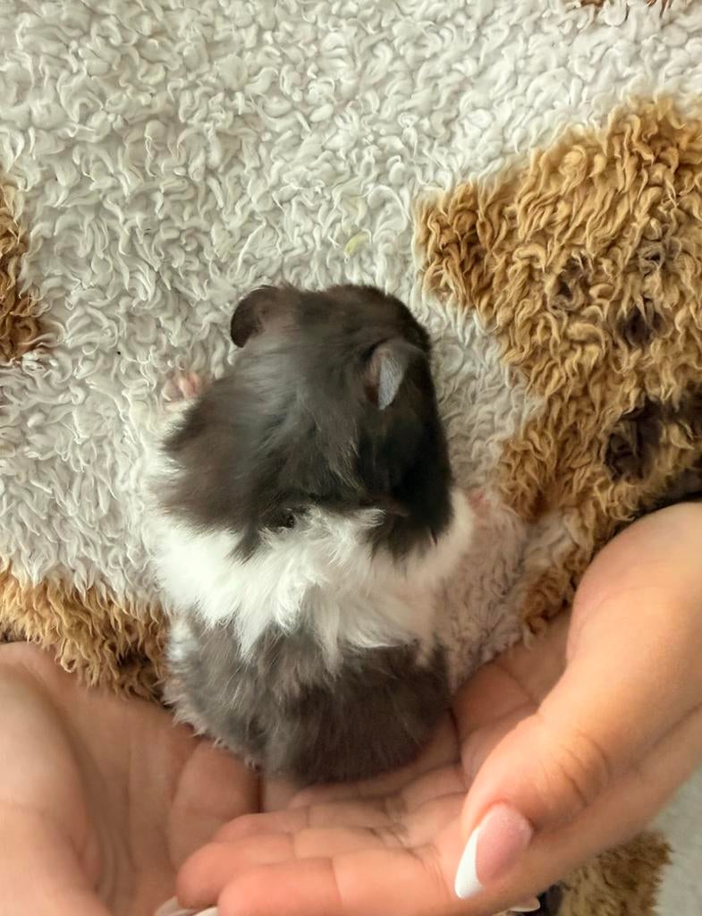Hamster doré, Hamster, Domestique, Janvier, Femelle