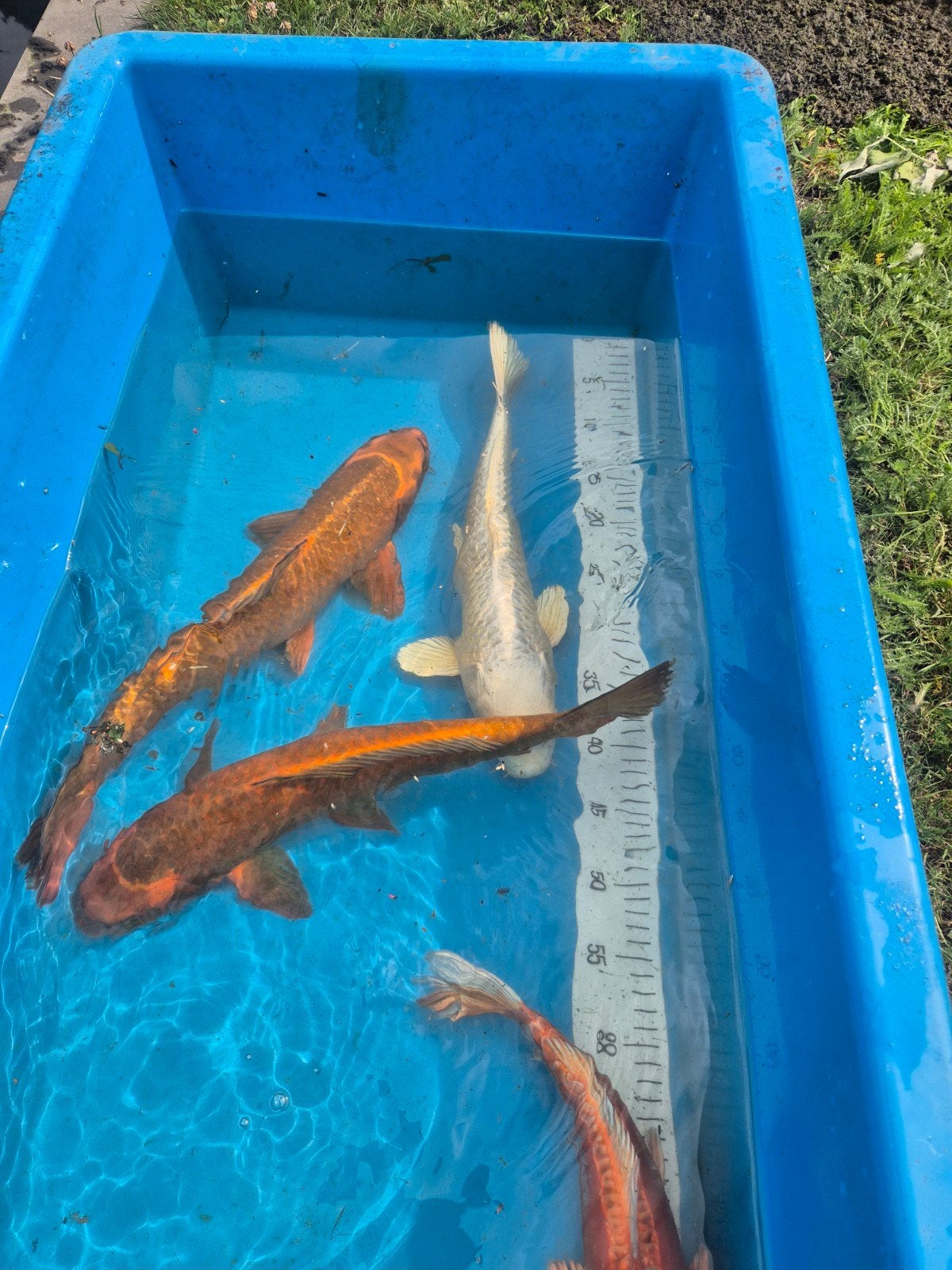 5 x koi 40 a 50cm