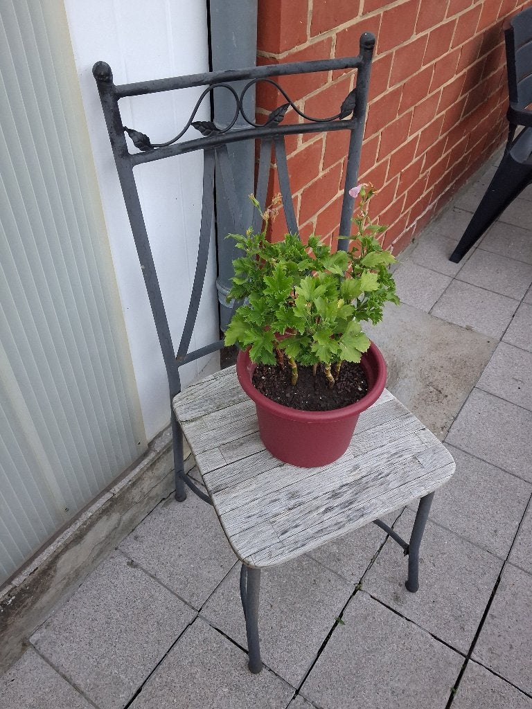 2 chaises en fer forgé A DONNER, Jardin & Terrasse, Enlèvement, Utilisé, Bois