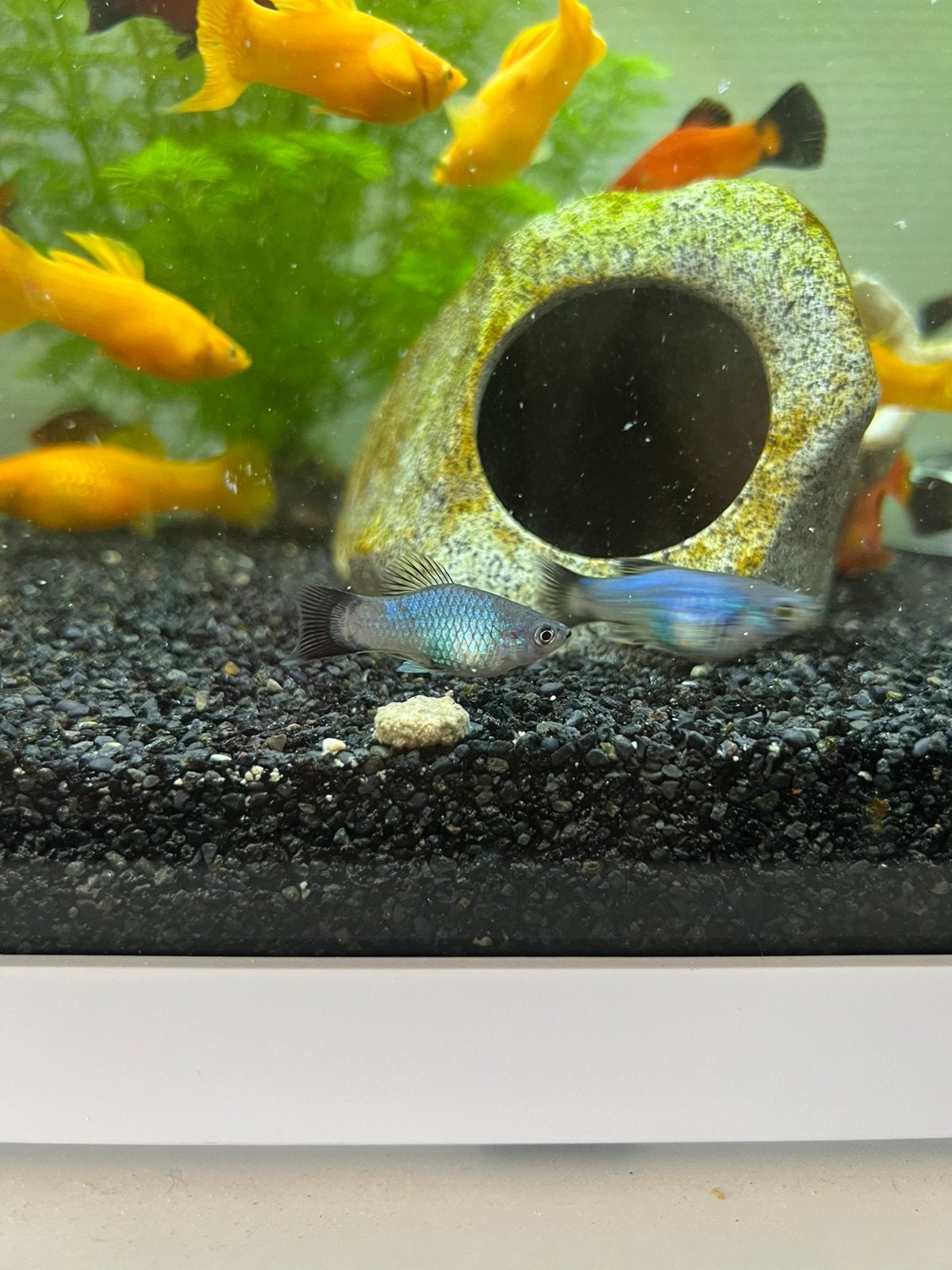 4 stuk blauwe platy’s, Poisson, Poisson d'eau douce, Banc de poissons