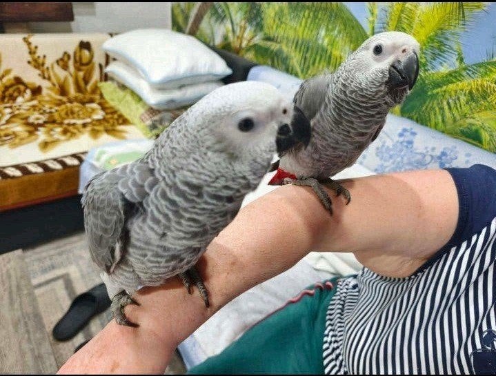 Gris de Gabon, Animaux & Accessoires, Sexe inconnu, Perroquet, Domestique
