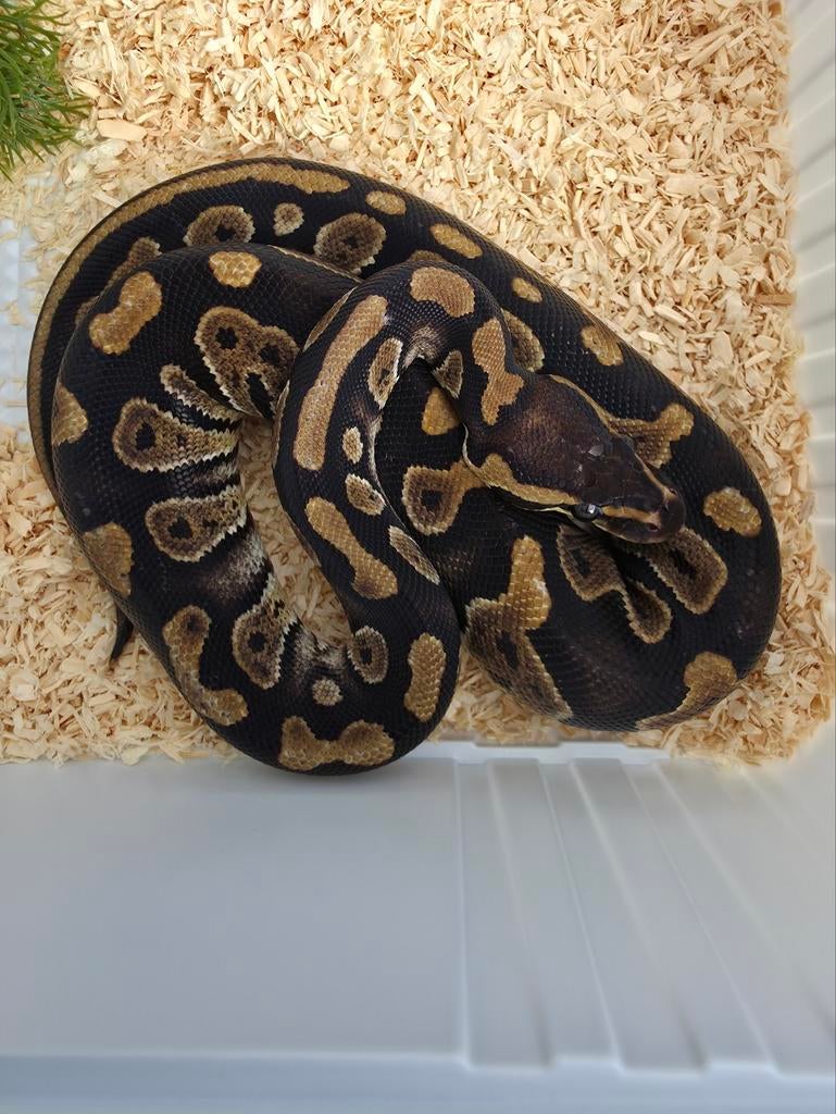Bébé python léopard chocolat femelle, Serpent, Domestique, 0 à 2 ans