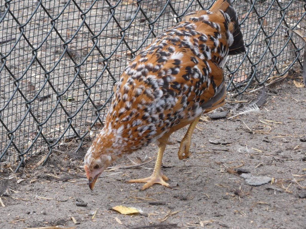 jonge legkippen andalusiers en leghorns, Plusieurs animaux, Poule ou poulet