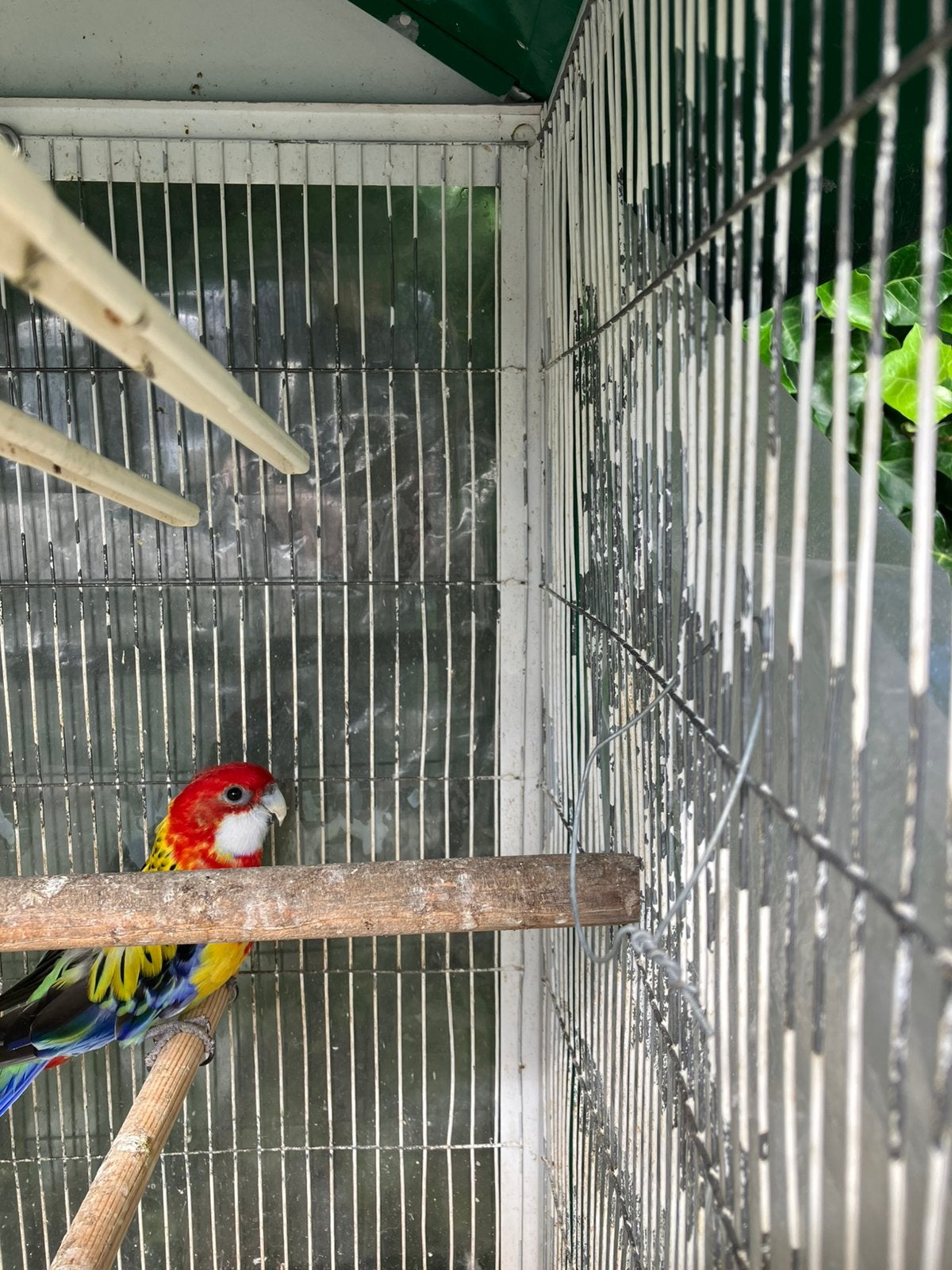 PRACHTIGE HALF TAMME ROZELLA NU 70 EURO, Dieren en Toebehoren, Vogels | Parkieten en Papegaaien, Geslacht onbekend, Parkiet, Tam