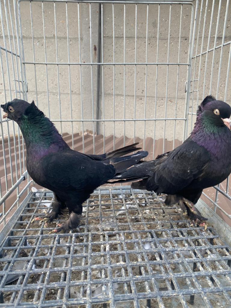 Takla arap cift tepeli tekkeli, Dieren en Toebehoren, Vogels | Duiven