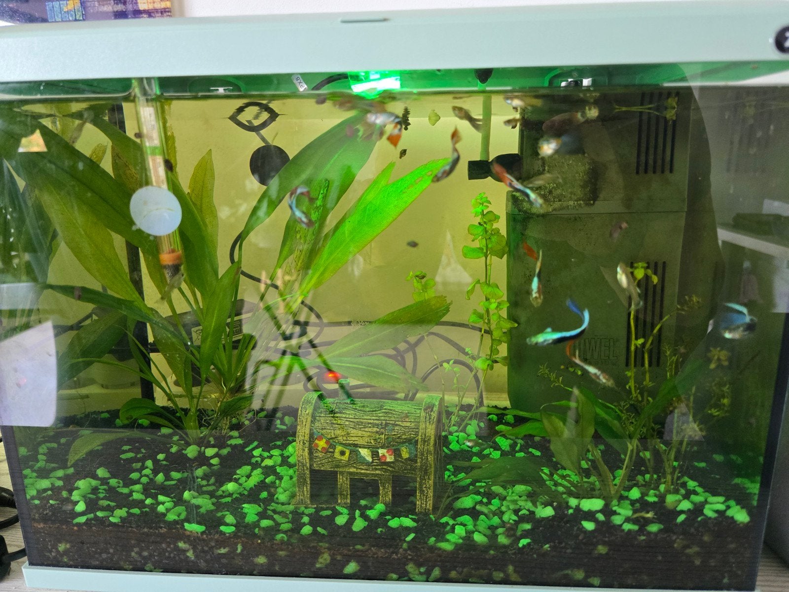 Guppys a donner, Ophalen of Verzenden, Nieuw