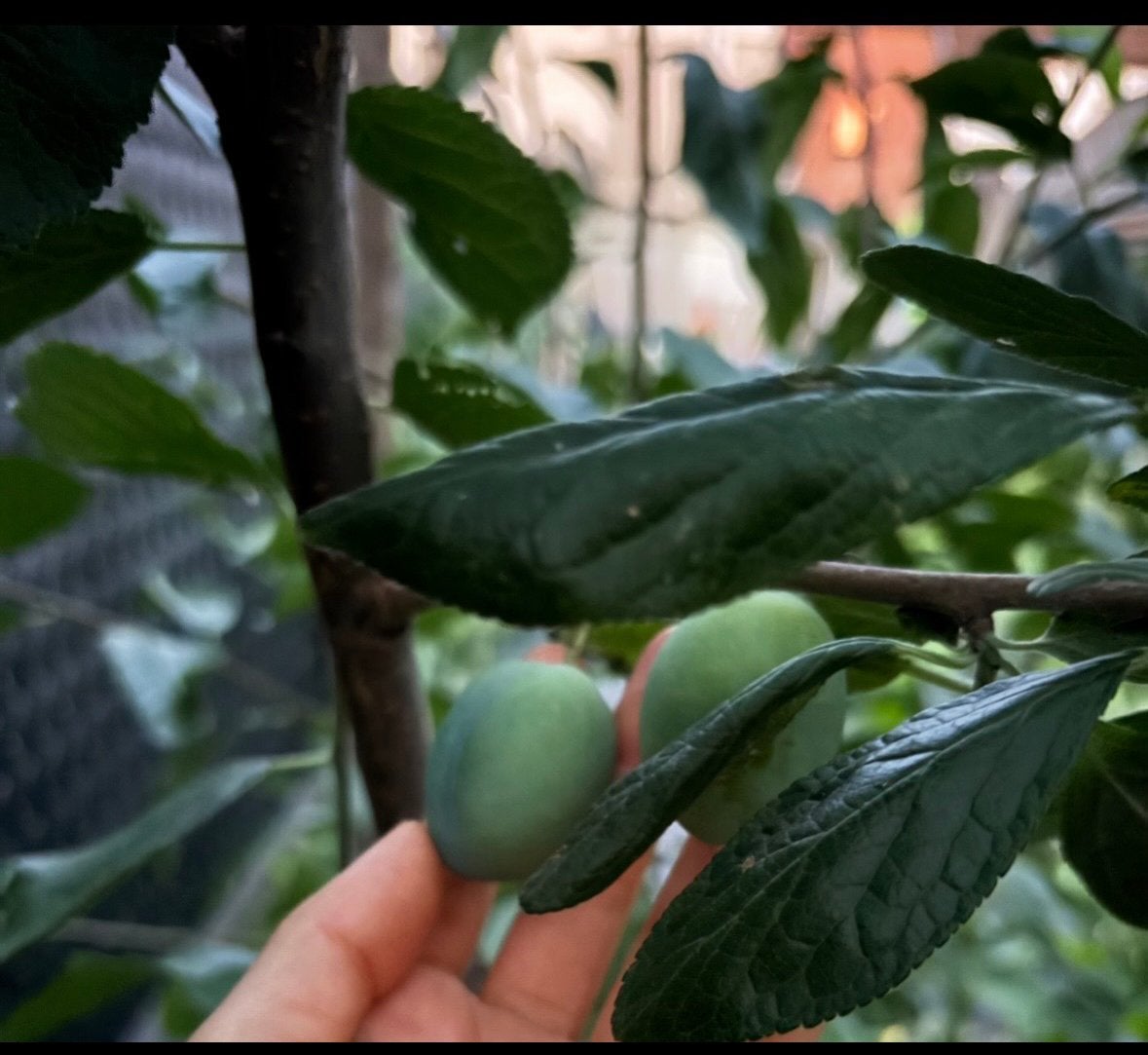 Fruitboom (halfstam), Jardin & Terrasse, Enlèvement