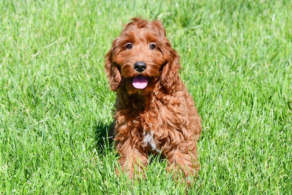 Cockapoo pups te koop, 15 weken tot 1 jaar, Overige rassen, Buitenland, Parvo