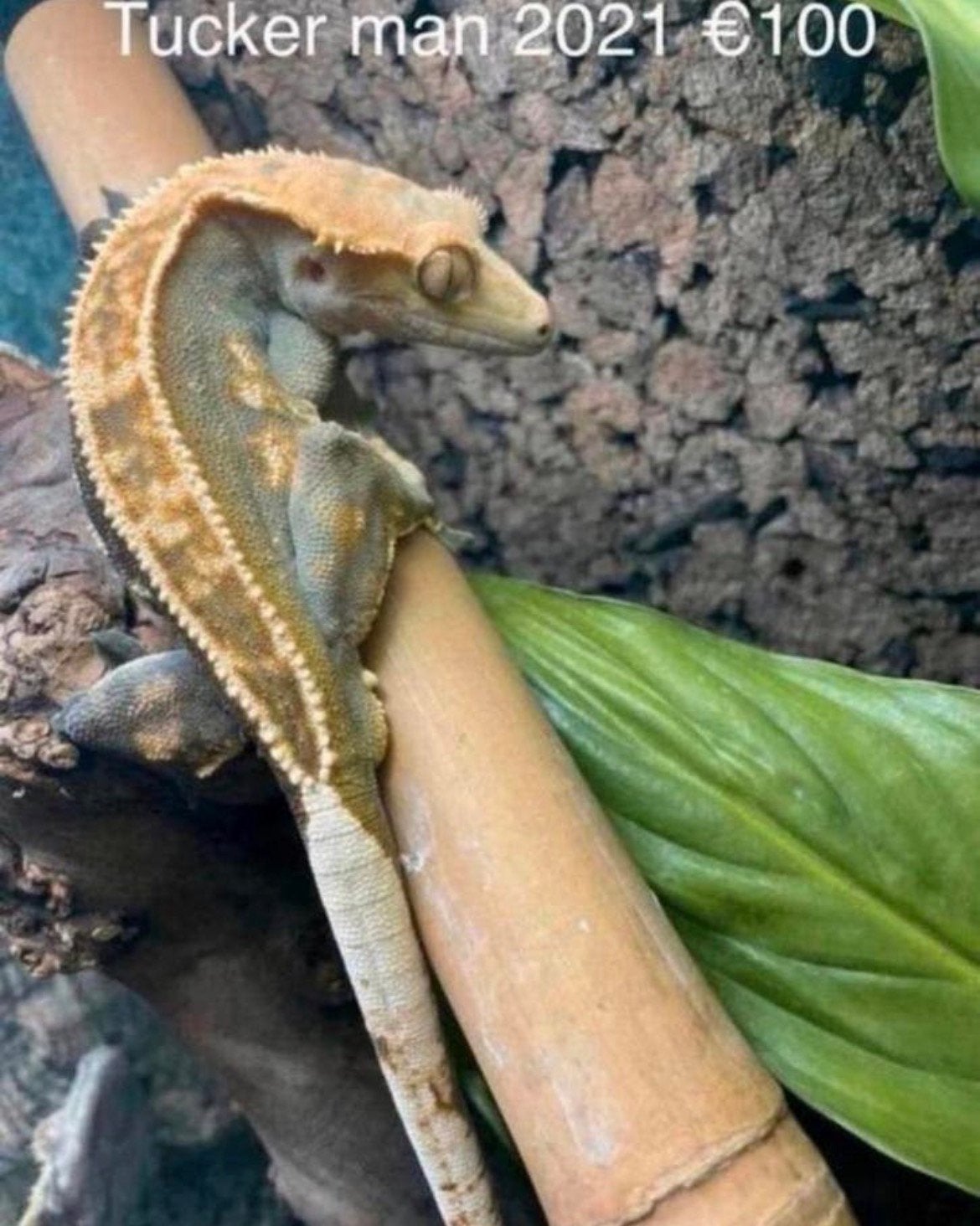 Wimpergekko