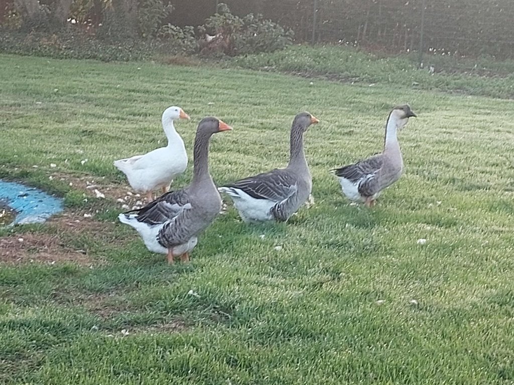 gratis 4 ganzen - goede thuis gezocht, Plusieurs animaux, Oie ou Cygne