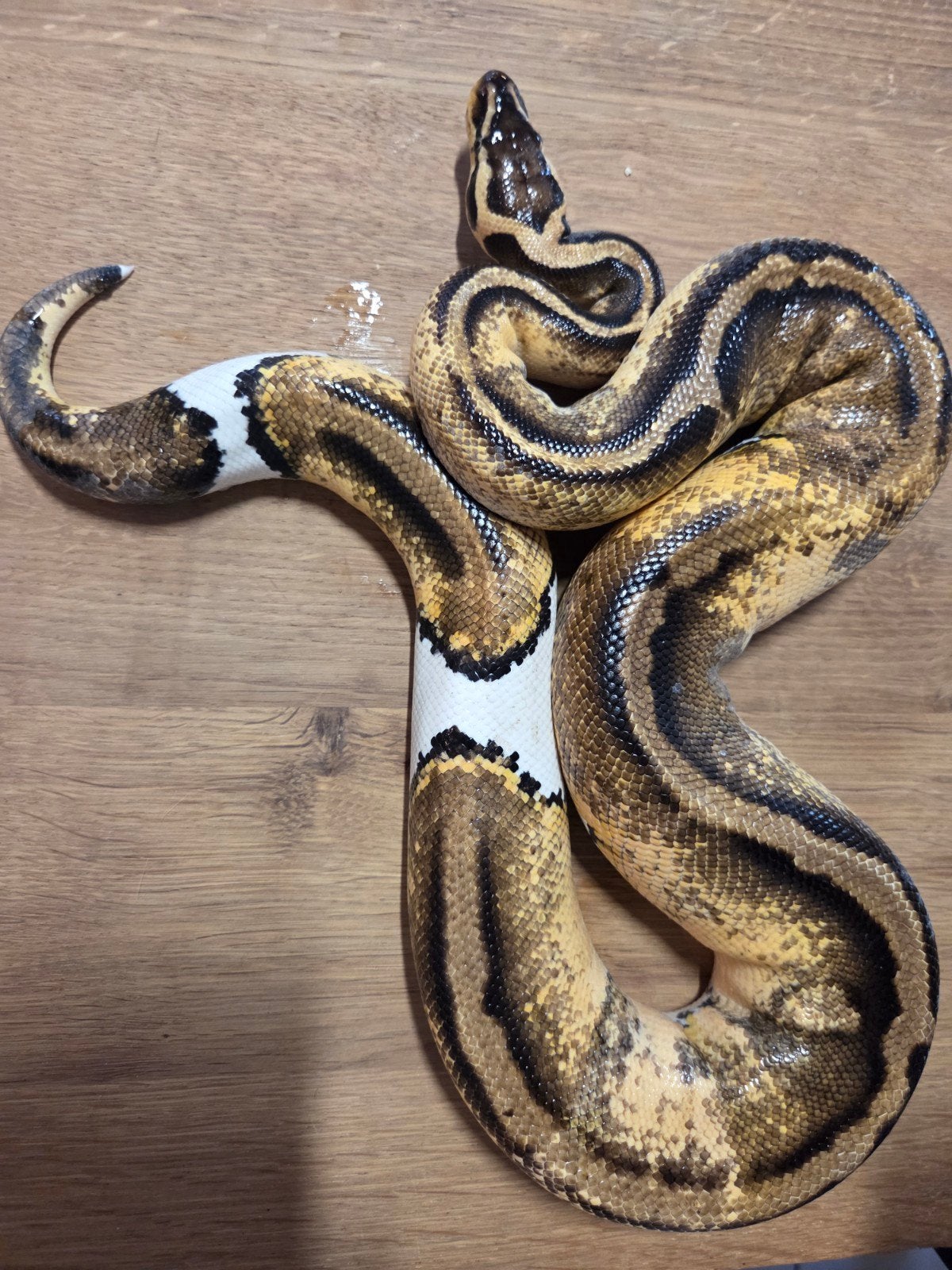 0.1 Pastel pied ball python Ball Python - female for sale from SL