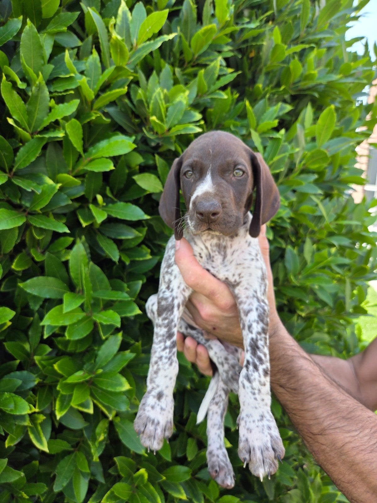Duitse staander puppy, Dieren en Toebehoren, België, Fokker | Hobbymatig, Reu, 8 tot 15 weken