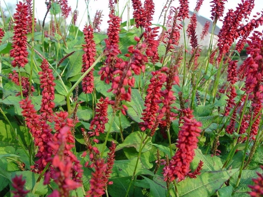Origanum et Pennisetum, Enlèvement, Plante fixe