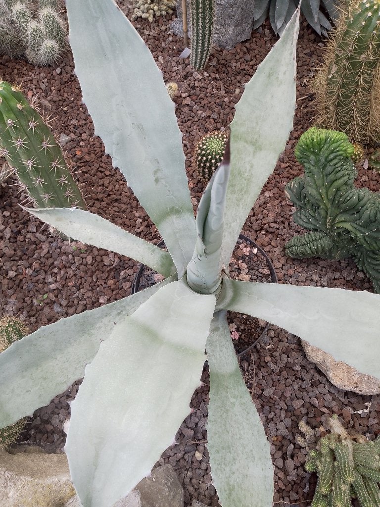 Agave Franzosinii, Tuin en Terras, Ophalen