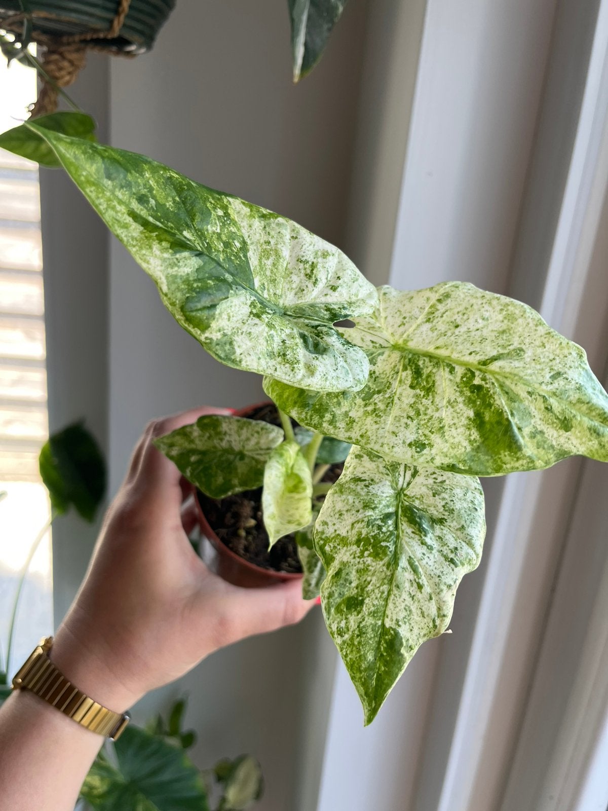 Alocasia Macrorrhiza Splash, Ophalen of Verzenden