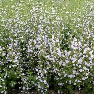 Calaminthe nepeta nepeta, Tuin en Terras, Ophalen