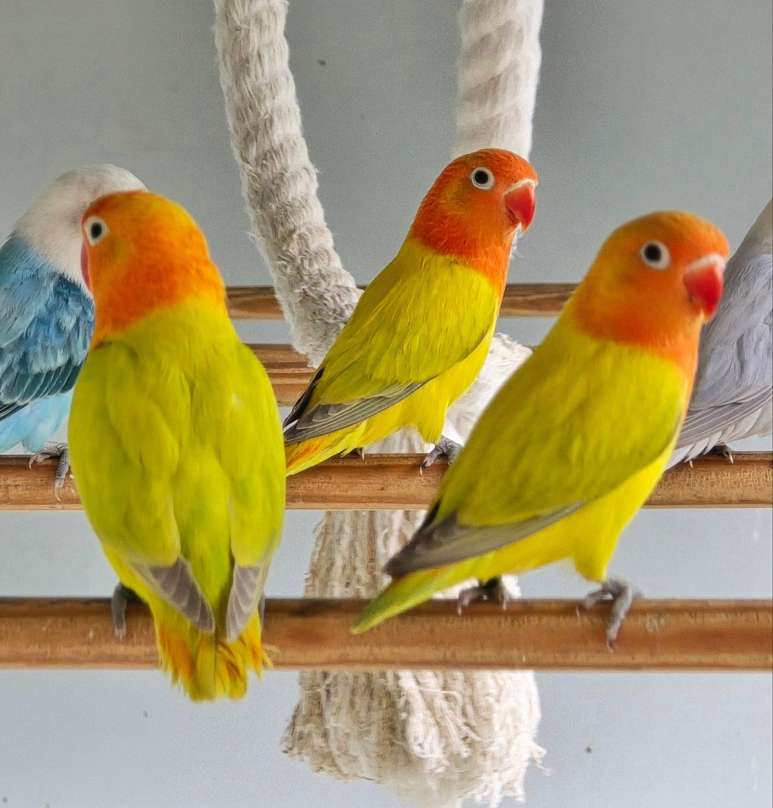 Fischeri jongen 2026, Plusieurs animaux, Perroquet nain ou Inséparable, Bagué