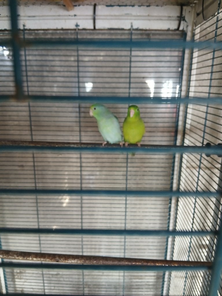 Vogel, Perruche