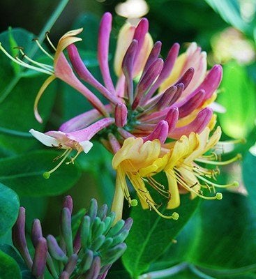 Chèvrefeuille des jardins, Enlèvement, Plante fixe, Plantes grimpantes, Mi-ombre