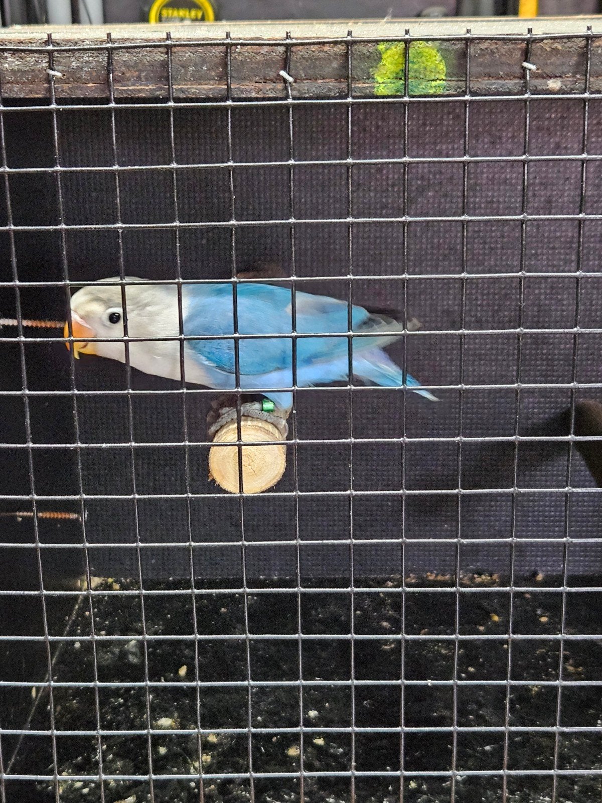 agapornis fischeri, Dieren en Toebehoren, Geslacht onbekend, Dwergpapegaai of Agapornis, Geringd
