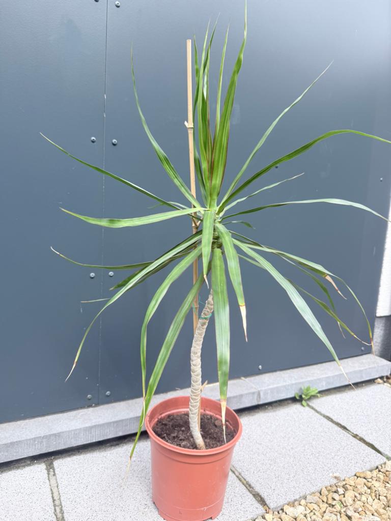 Marginata Dracaena plant, Ophalen