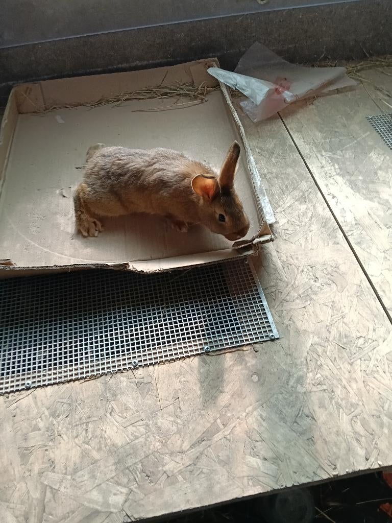 Belgische haas, Dieren en Toebehoren