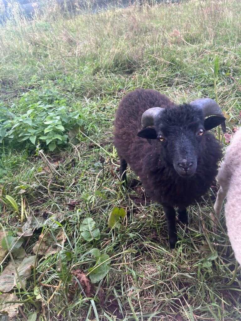 Zwarte Oussant ram - 5 maanden oud, Mâle, Mouton, 0 à 2 ans