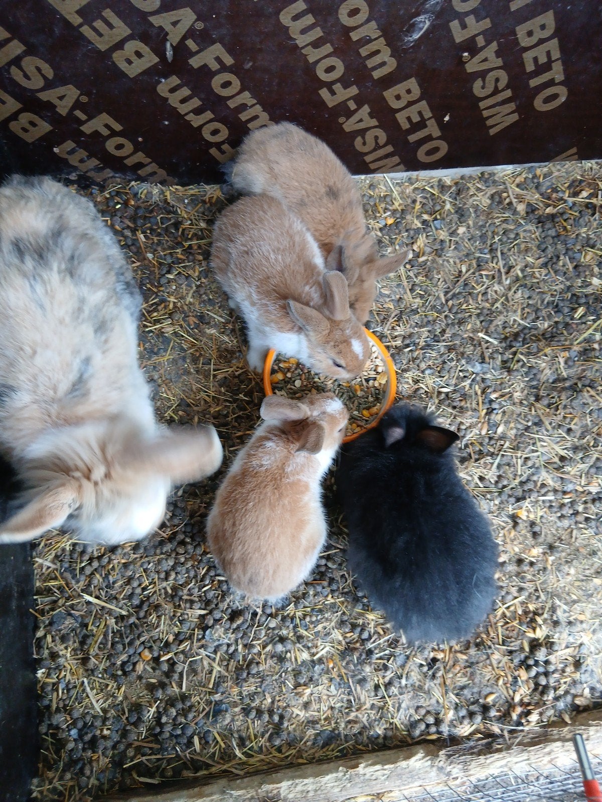 dwerg konijntjes, Dieren en Toebehoren, Dwerg