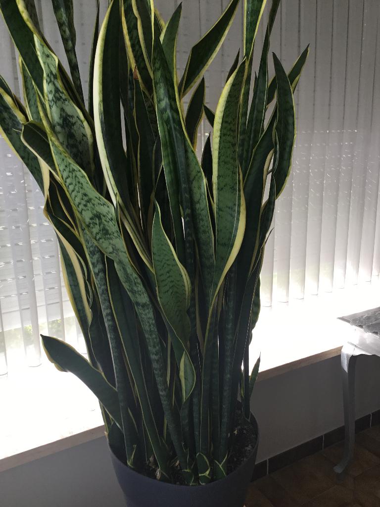 Kamerplant, Huis en Inrichting, Kamerplanten, Ophalen, Yucca