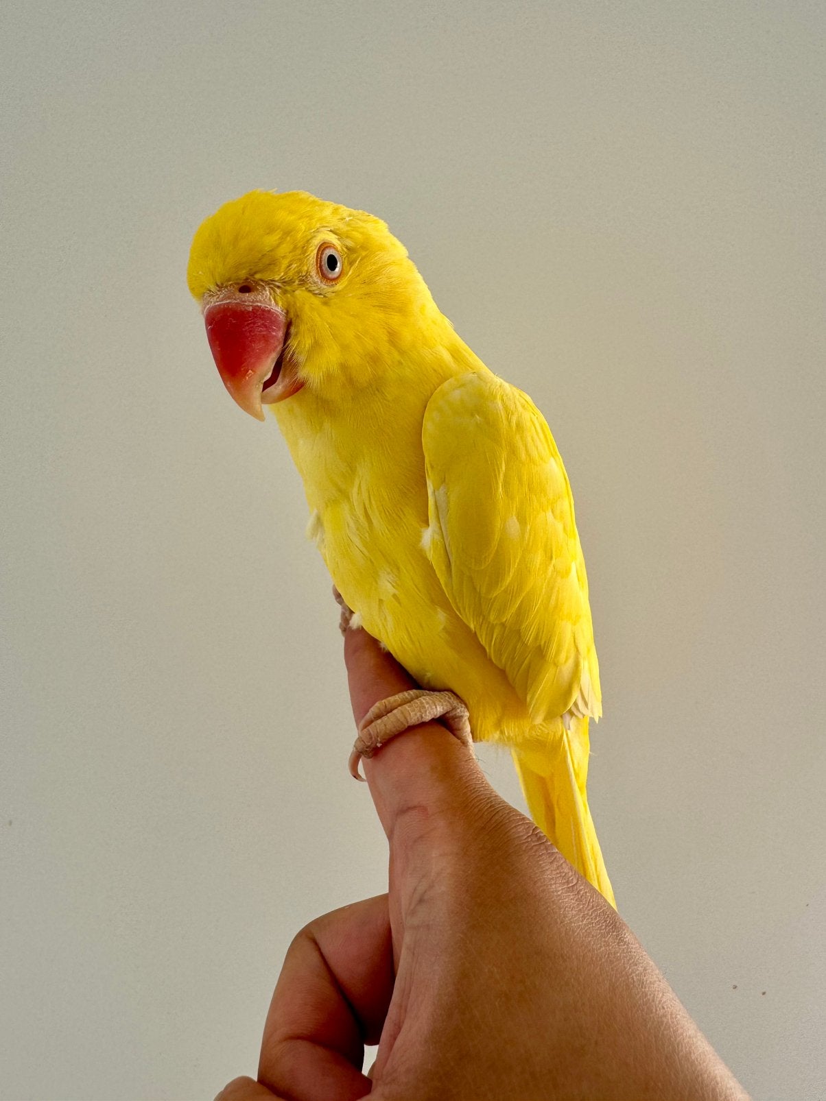 Halsbandparkiet tam, Dieren en Toebehoren, Tam