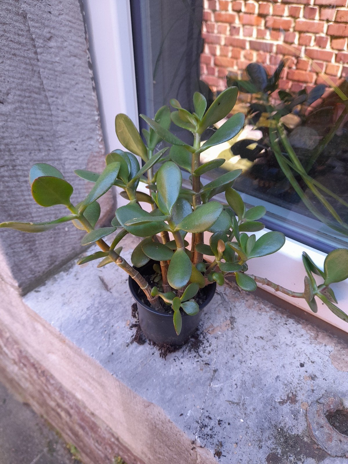 Groep Jadebomen maximaal 22cm met de pot, Huis en Inrichting, Kamerplanten, Ophalen of Verzenden, Vetplant, Halfschaduw, Minder dan 100 cm