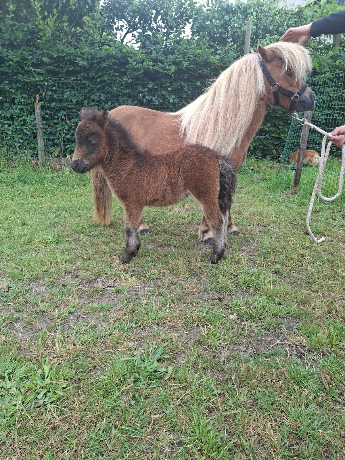 Shetlander, Dieren en Toebehoren