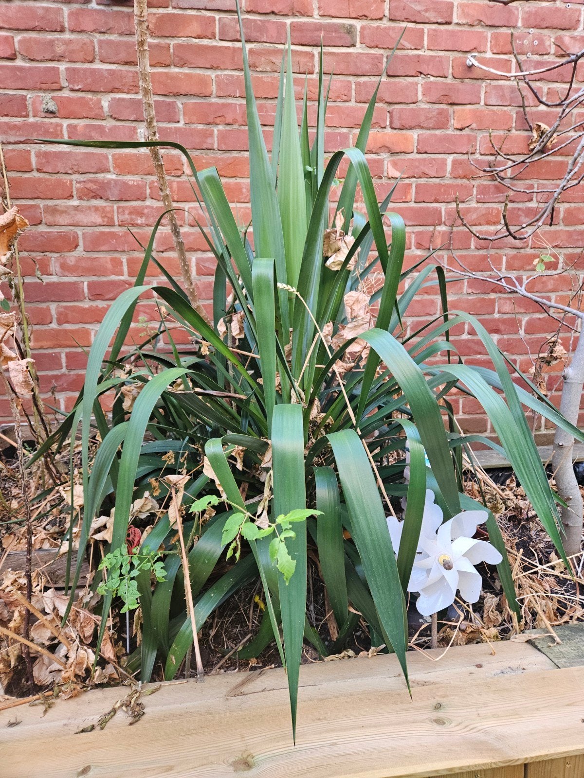 planten, Ophalen